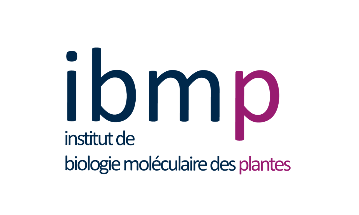 IBMP IBMP