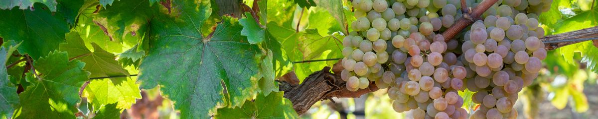 Vigne de Nathy-Sauvignac Vigne de Nathy-Sauvignac