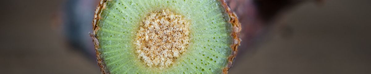 Trichoderma Trichoderma