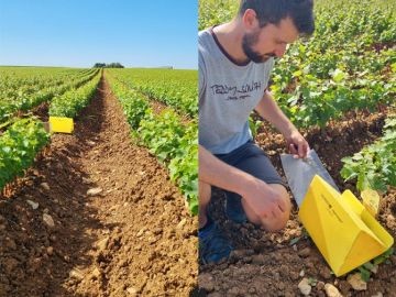 🌿 Protéger nos vignes, préserver notre patrimoine ! 🍇

Depuis plus de 10 ans, nos équipes déploient chaque été des pièges à insectes dans les pépinières et...