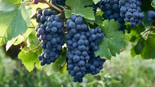 Pinot Noir Unik [br] Collection Régionale