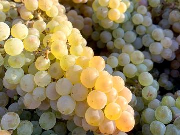 🍇 Vendanges 2025 – Une richesse variétale au service de demain

Cette année encore, les vendanges issues du programme NATHY® ont mis en lumière la grande...