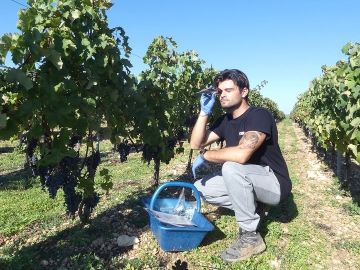 🍇 Suivi de maturité : la précision avant tout.
Depuis le 12 août, nous avons commencé le suivi de maturité des raisins sur environ 300 variétés résistantes...