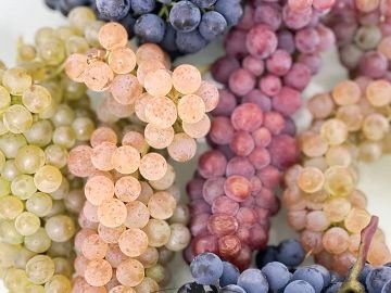 🔍🍇Vous avez un doute sur un cépage ou un porte-greffe ?

Chez Novatech, nous proposons un service d’identification variétale par analyse ADN, pour...