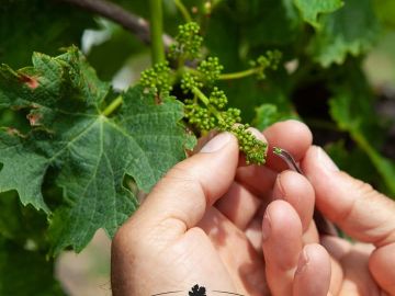 Et si un simple grain de pollen, soigneusement prélevé sur une vigne résistante et déposé sur une fleur d’une variété productive, permettait de créer les...