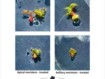 Une formation spécialisée en cryopréservation des plantes a récemment été suivie à Louvain (Belgique), dans le cadre du programme  CopyTree - CA 21157  ,...