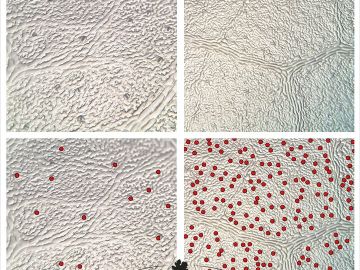 Les stomates : petites ouvertures, grands enjeux pour la vigne !
Sur une feuille de vigne, les stomates sont de minuscules pores qui jouent un rôle clé dans...