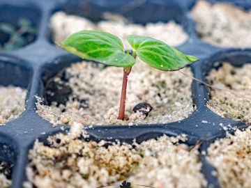 Premiers résultats des germinations du programme NATHY ! 🌱
Un mois après les semis, l’heure est au bilan ! Nos essais de germination ont permis d’observer...
