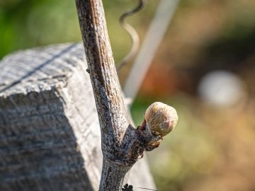 Le débourrement est lancé ! 🌱
La vigne s’éveille : les bourgeons s’ouvrent, les premières feuilles apparaissent… c’est la phase de débourrement. Étape clé du...