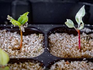 🌿 La nature est surprenante !
Dans notre dernière publication, nous vous parlions de la germination des pépins du programme NATHY. Saviez-vous que le...