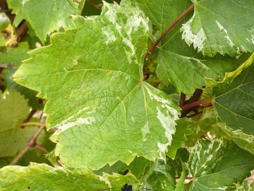 🌿 La nature est surprenante ! 🌱
Dans notre parcelle conservatoire, plus de 800 individus se côtoient, révélant une diversité fascinante. Voici un exemple :...