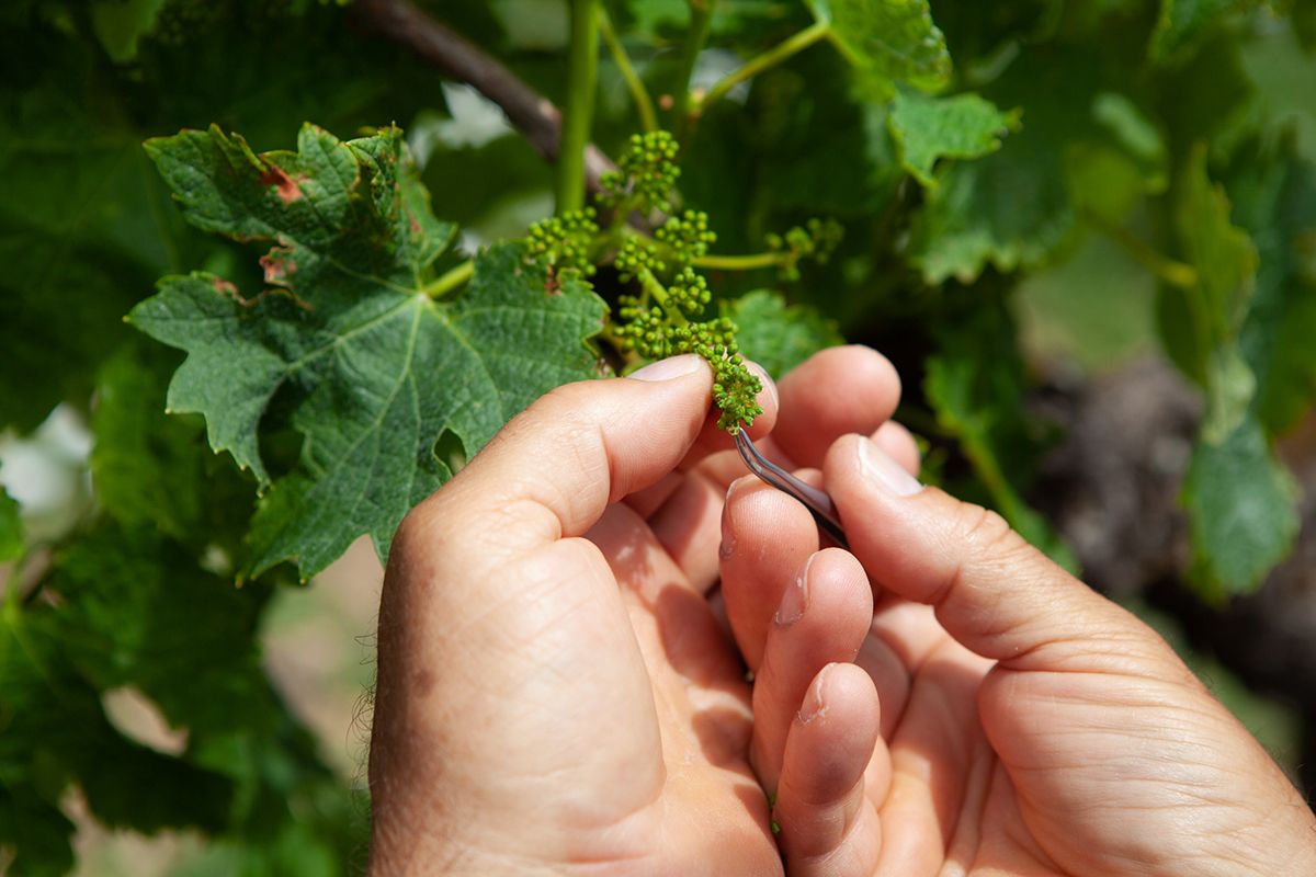 s&eacute;lection et cr&eacute;ation