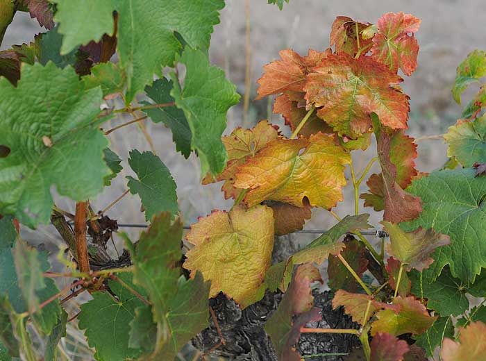 Flavescence dor&eacute;e