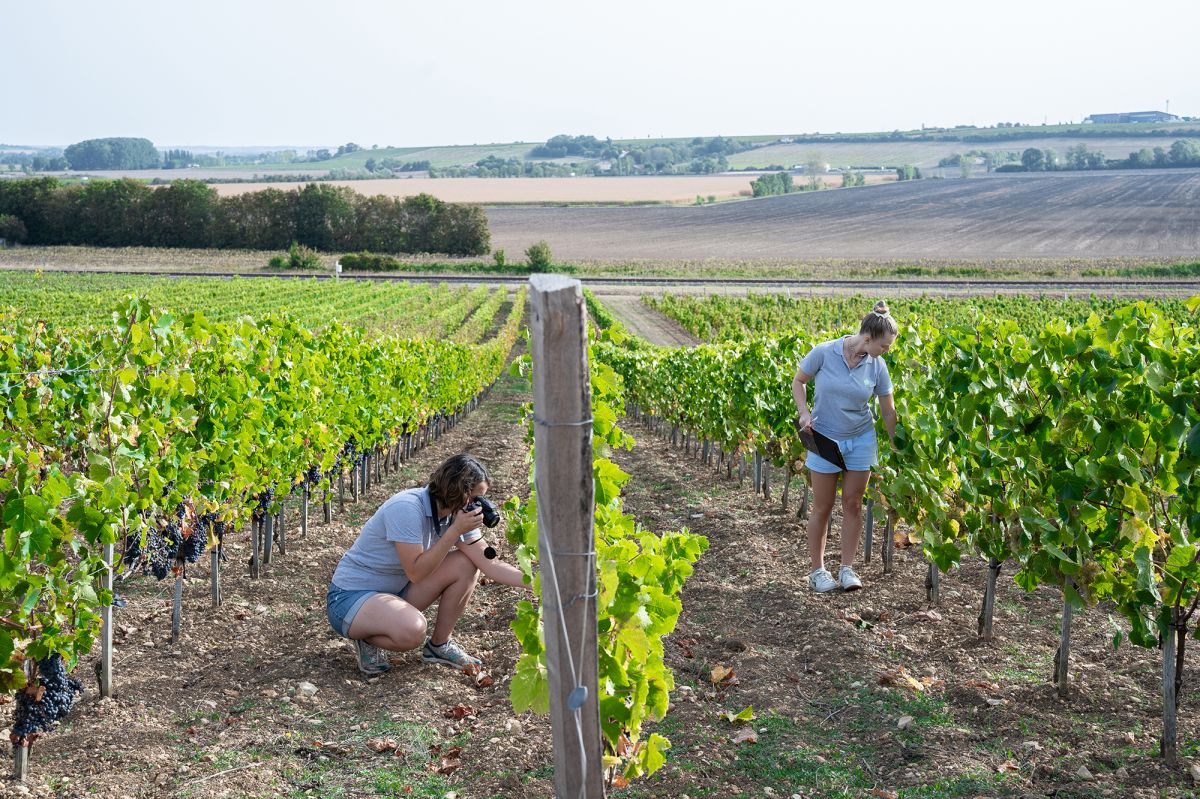 S&eacute;lection massale priv&eacute;e