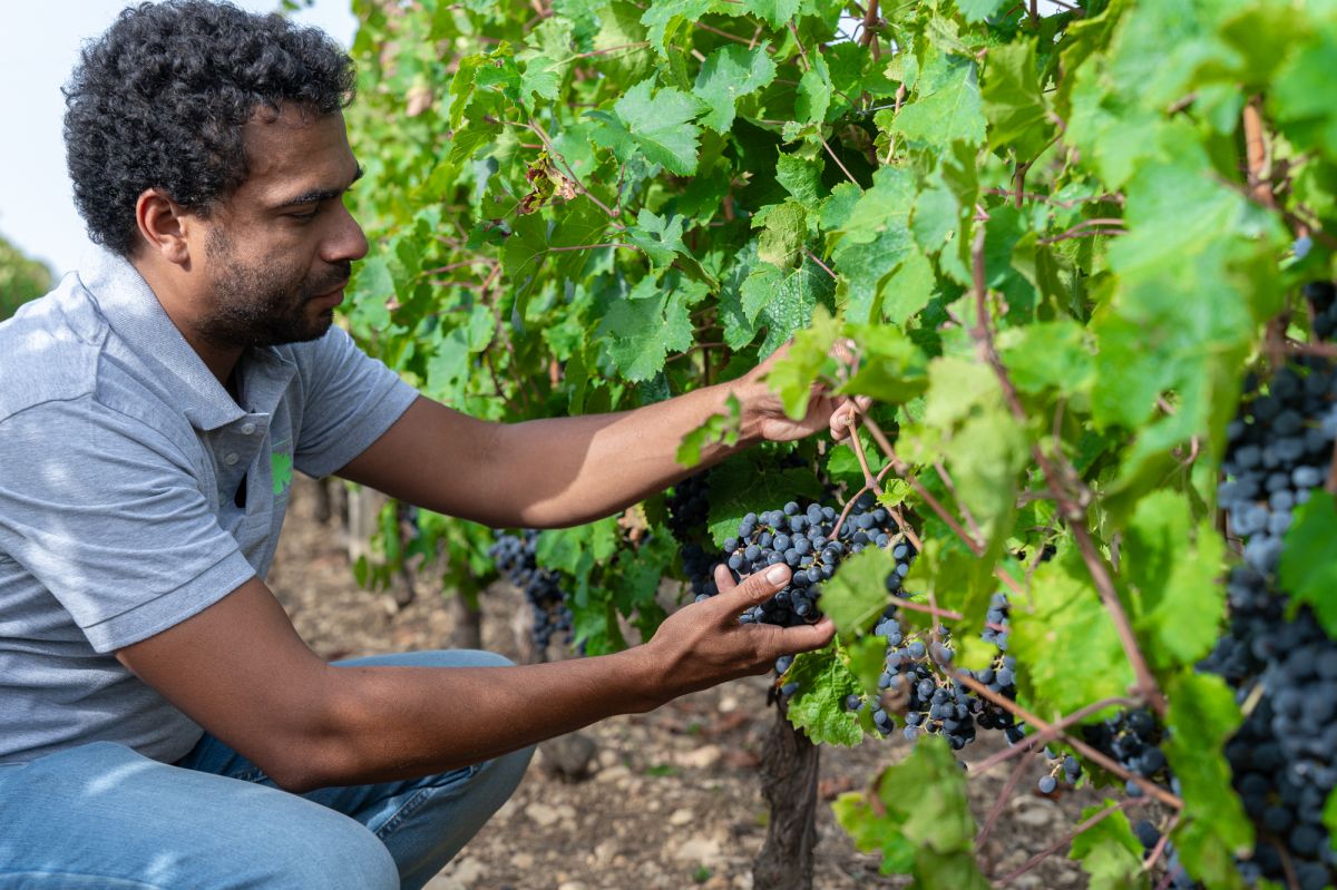 S&eacute;lection clonale