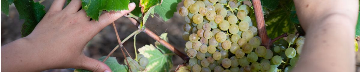 Novatech cloning selection