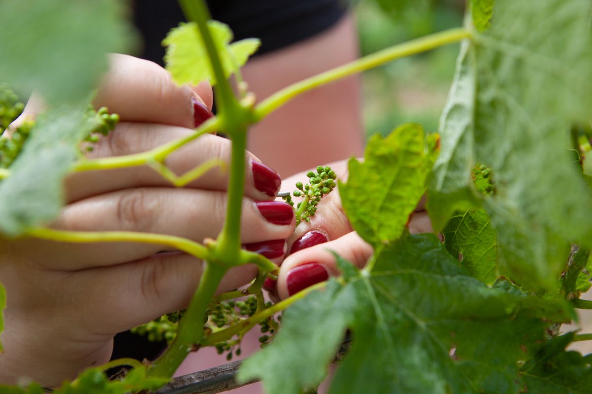 Am&eacute;lioration v&eacute;g&eacute;tale