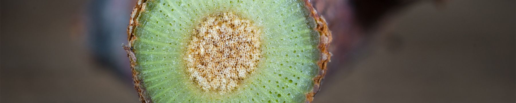 Biotecnolog&iacute;as