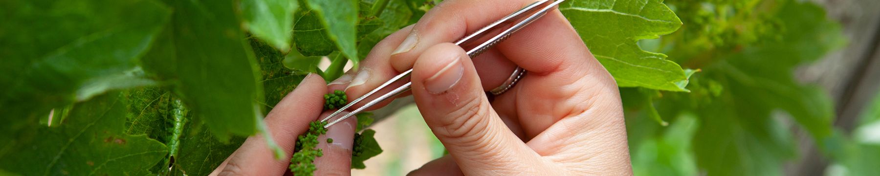 Selecciones y creaciones