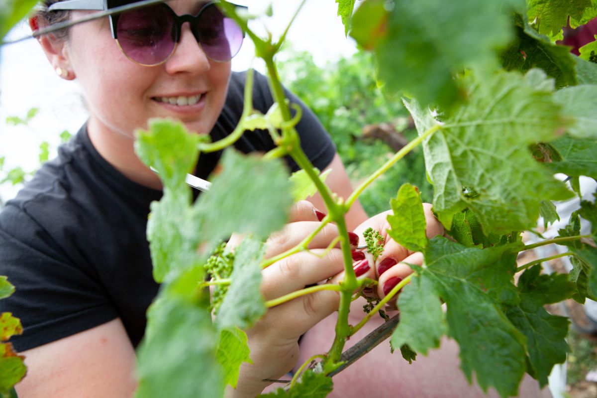 Vari&eacute;t&eacute; r&eacute;sistante Nathy