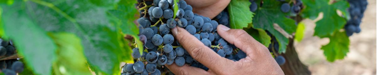 Vigne de s&eacute;lection massale Unik