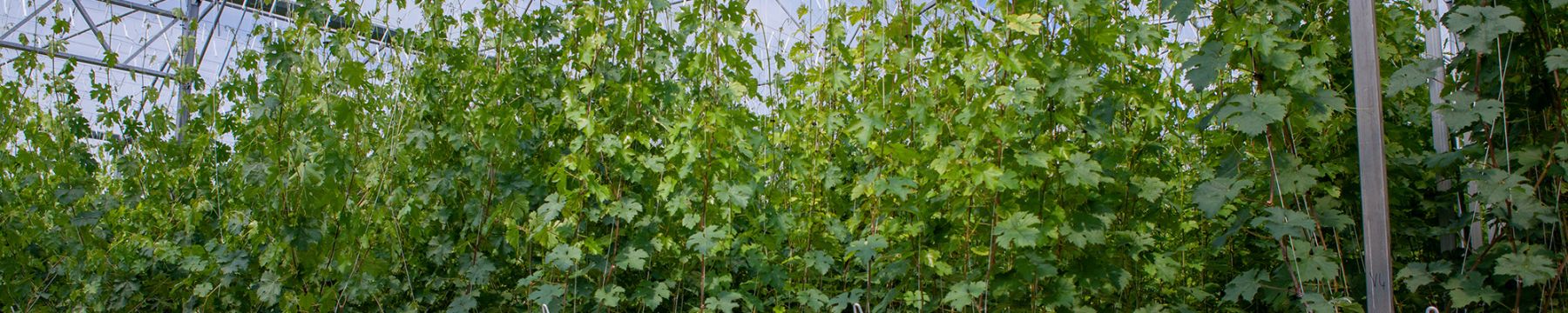 Conducci&oacute;n de ensayos