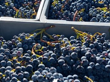 🍇 Fin des vendanges !
Cette année, elles ont commencé très tôt, dès le 10 août, dans un contexte de sécheresse record.
🌿 84 variétés en étude de notre...
